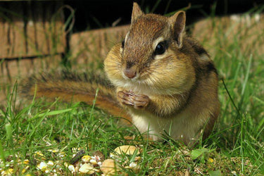 Chipmunk Eat Diamond Painting Kit - DIY